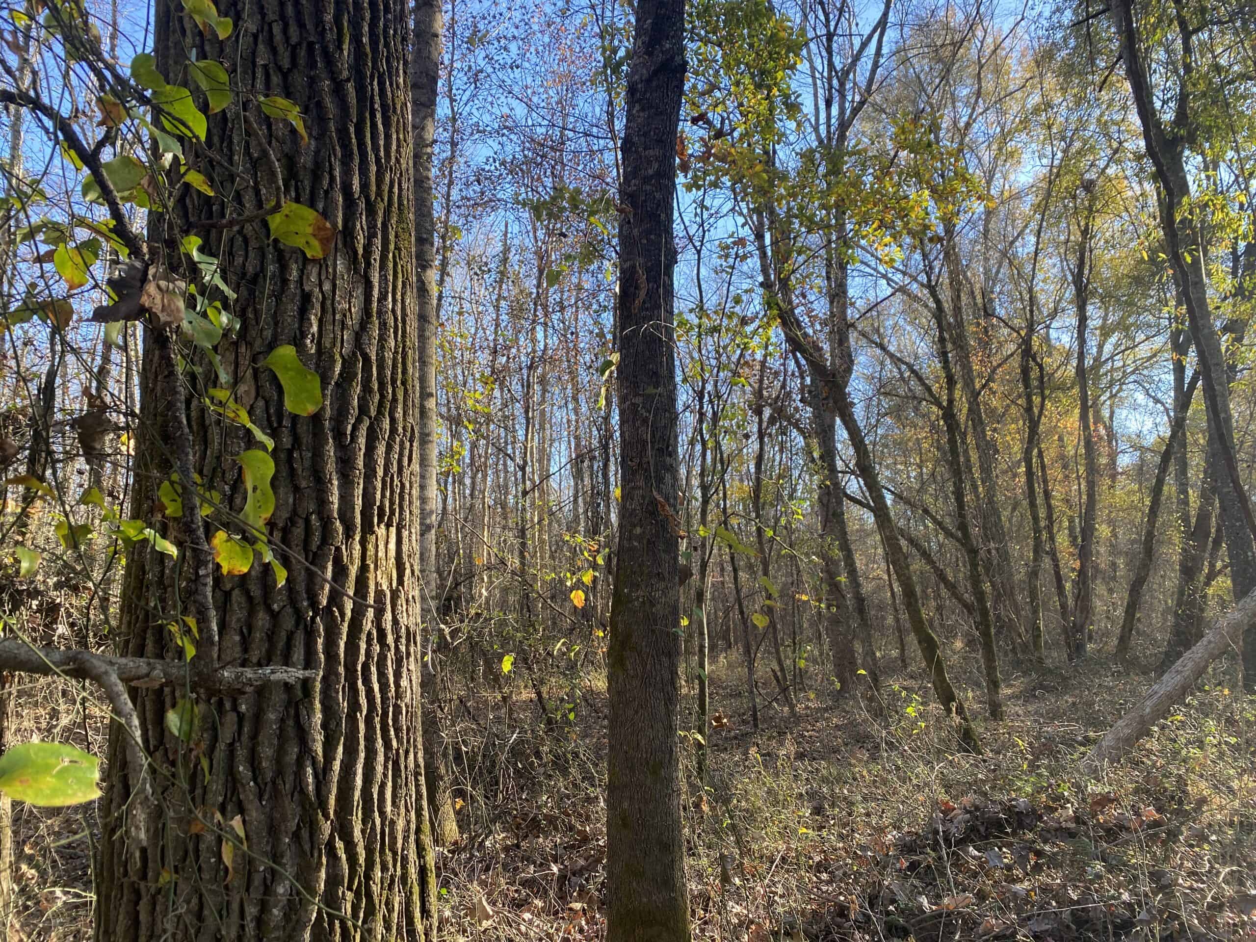 LAND FOR SALE IN TN, DEER & TURKEY HUNTING, BOTTOMLAND & UPLAND