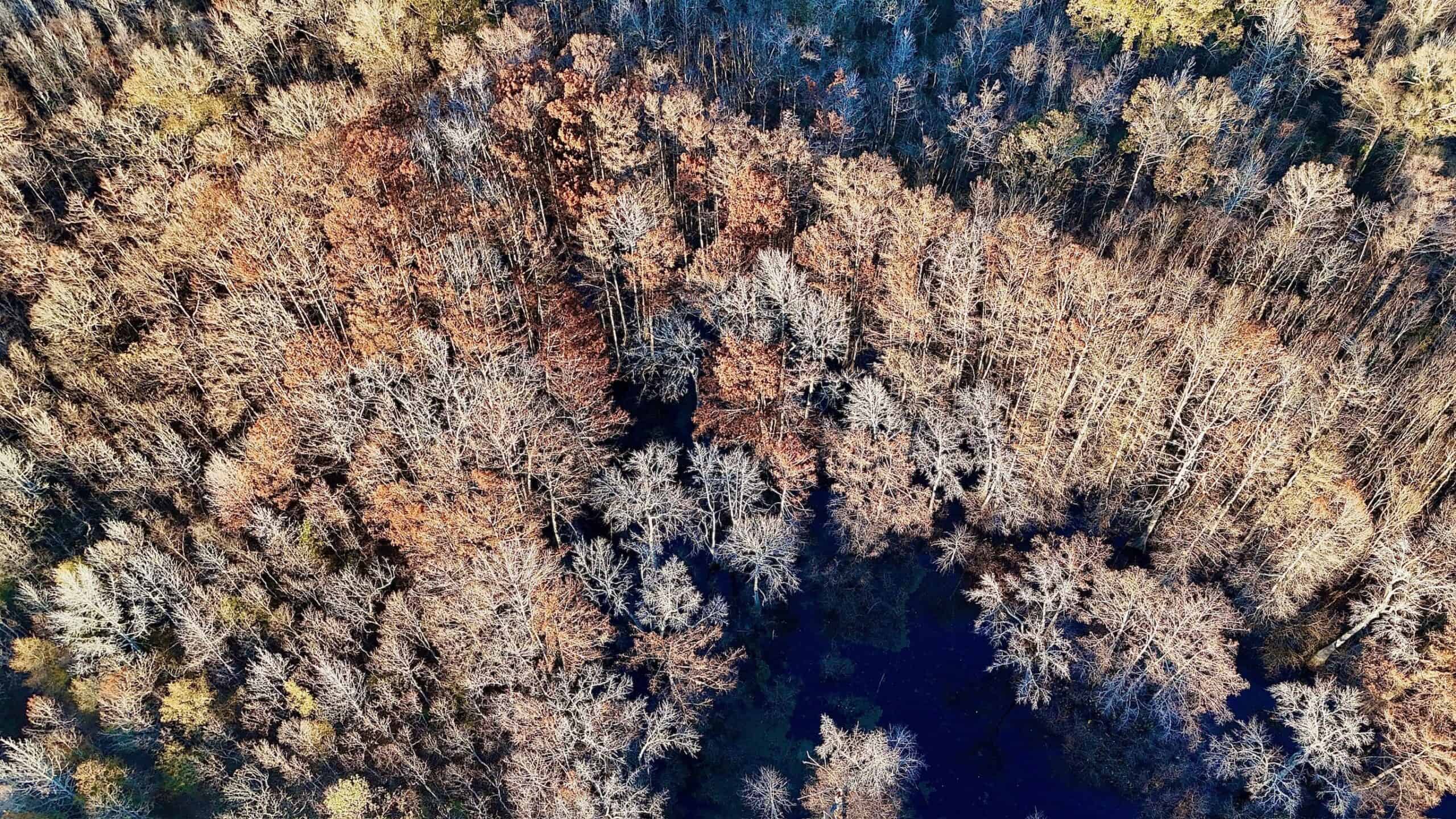 Duck and Deer Hunting Property for Sale in Grant Parish, LA