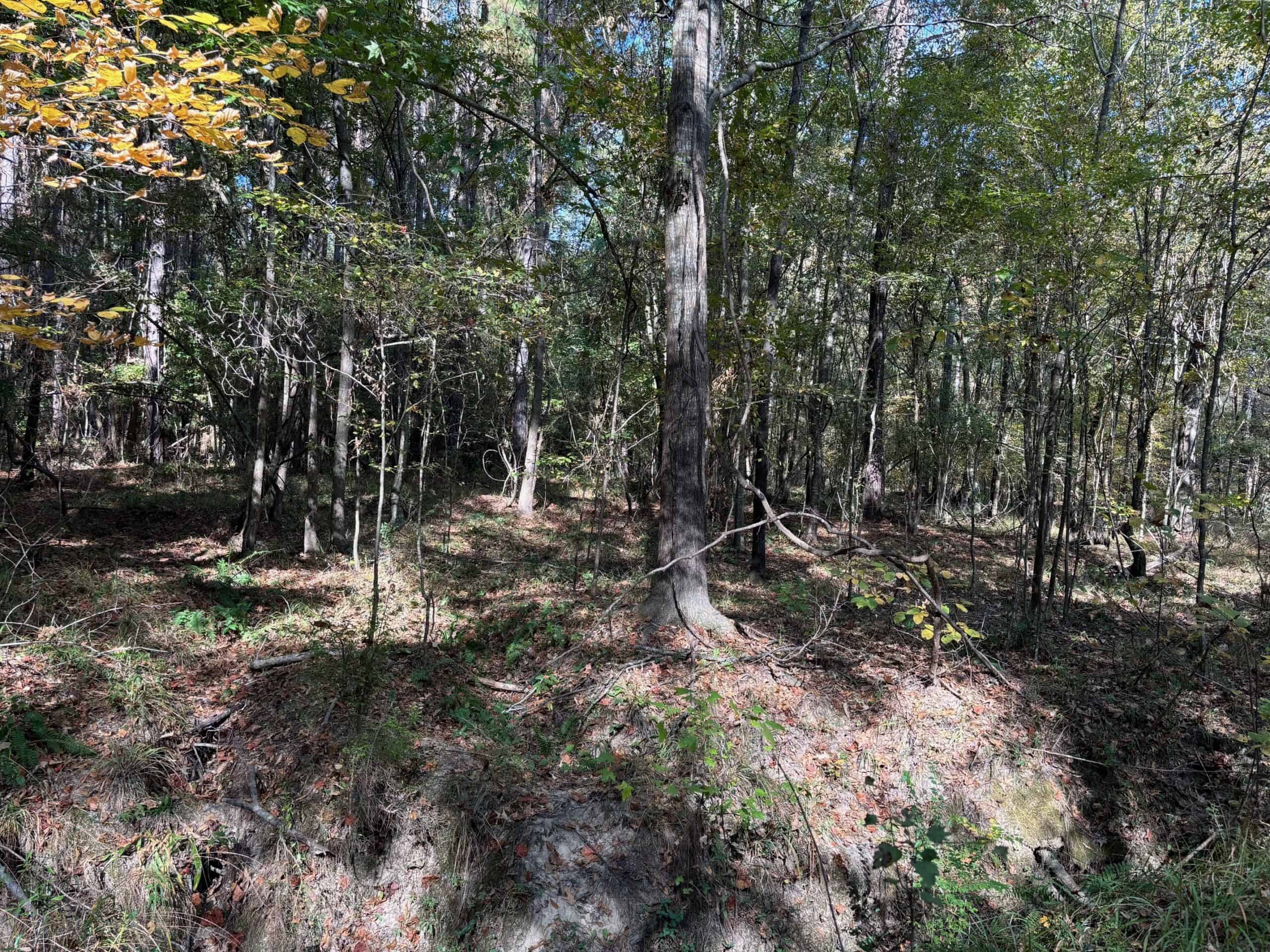 42 Acres Franklin County Hunting Land Timber Investment