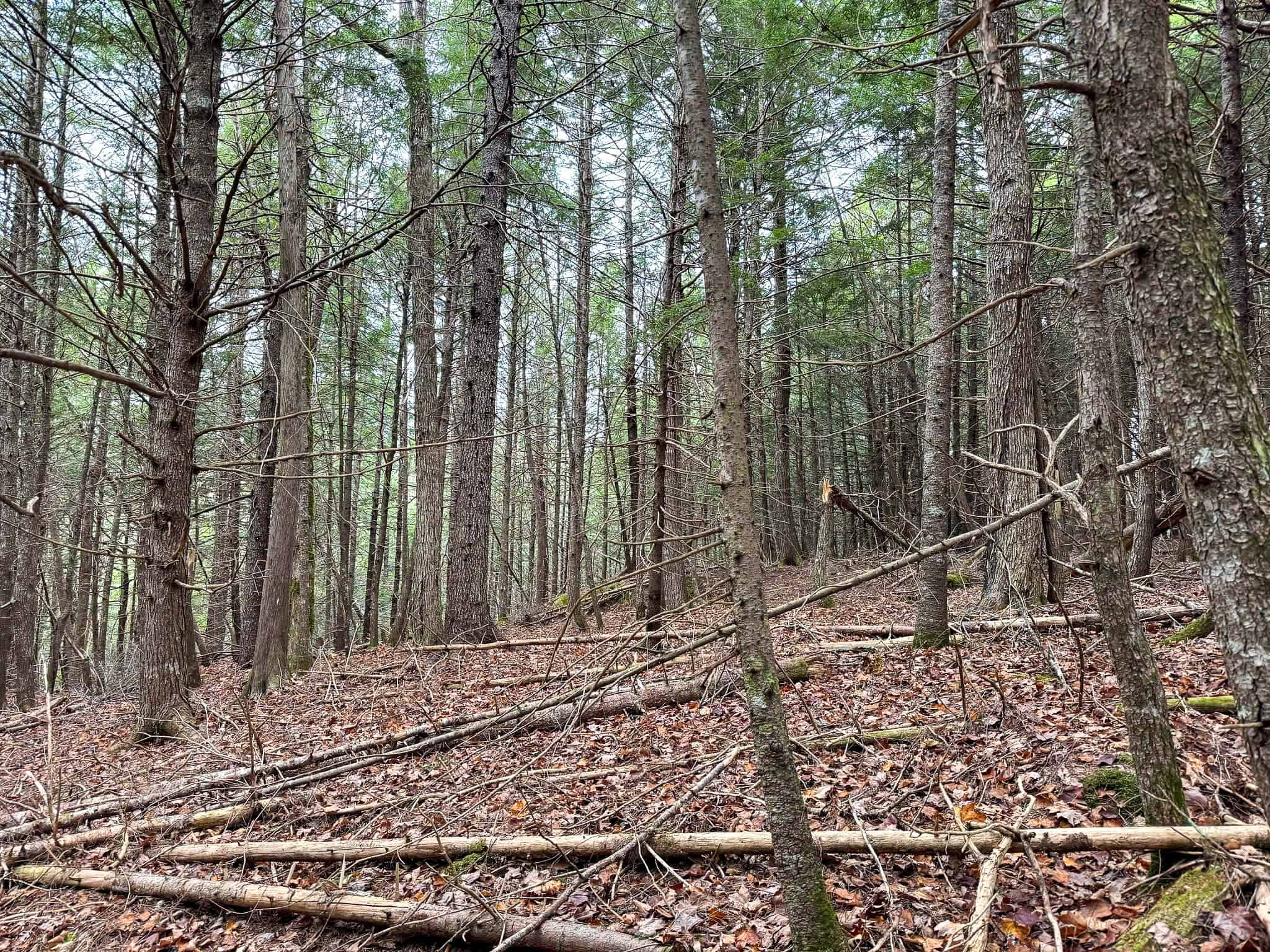 Lakefront Land with 41 Acres