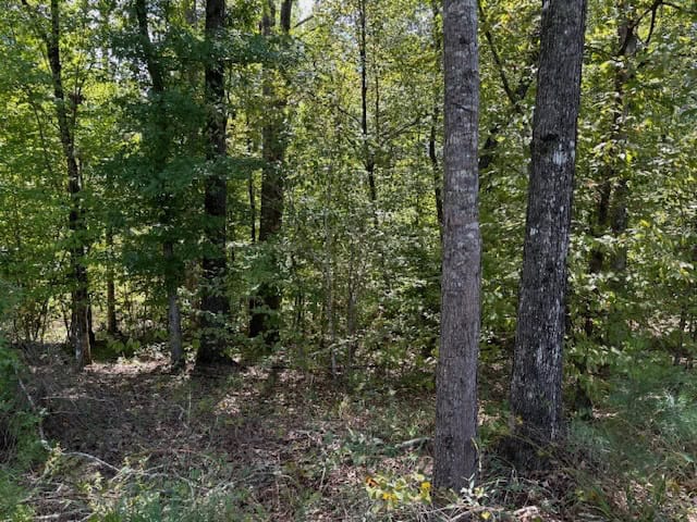 145 Acres Jefferson County Hunting Land Timber Investment