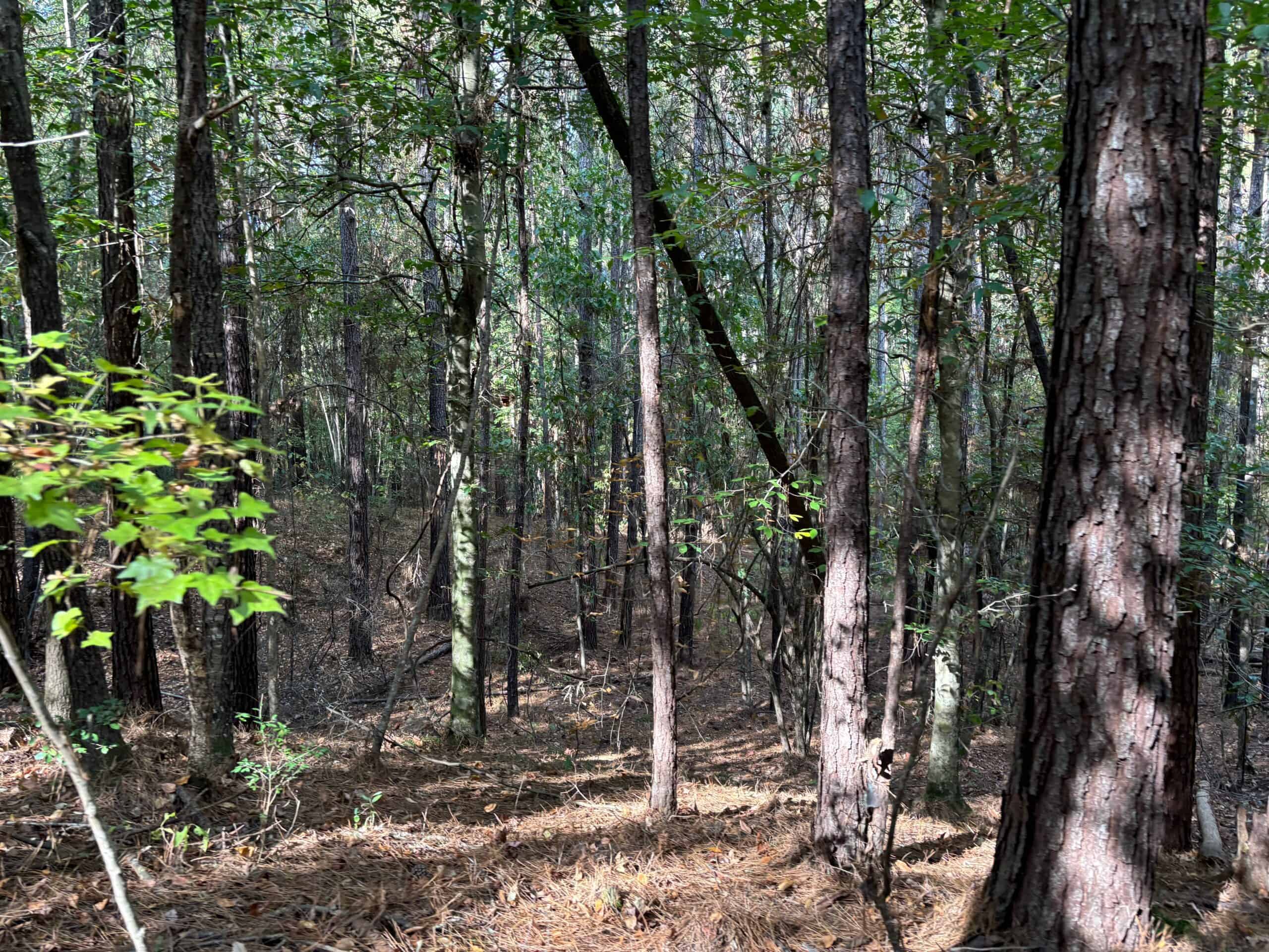 42 Acres Franklin County Hunting Land Timber Investment