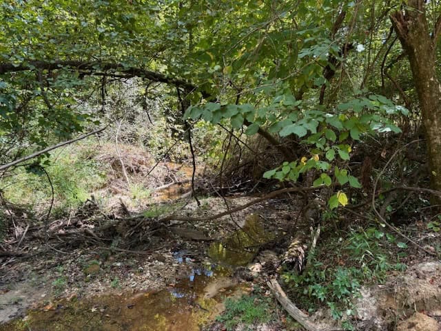 145 Acres Jefferson County Hunting Land Timber Investment