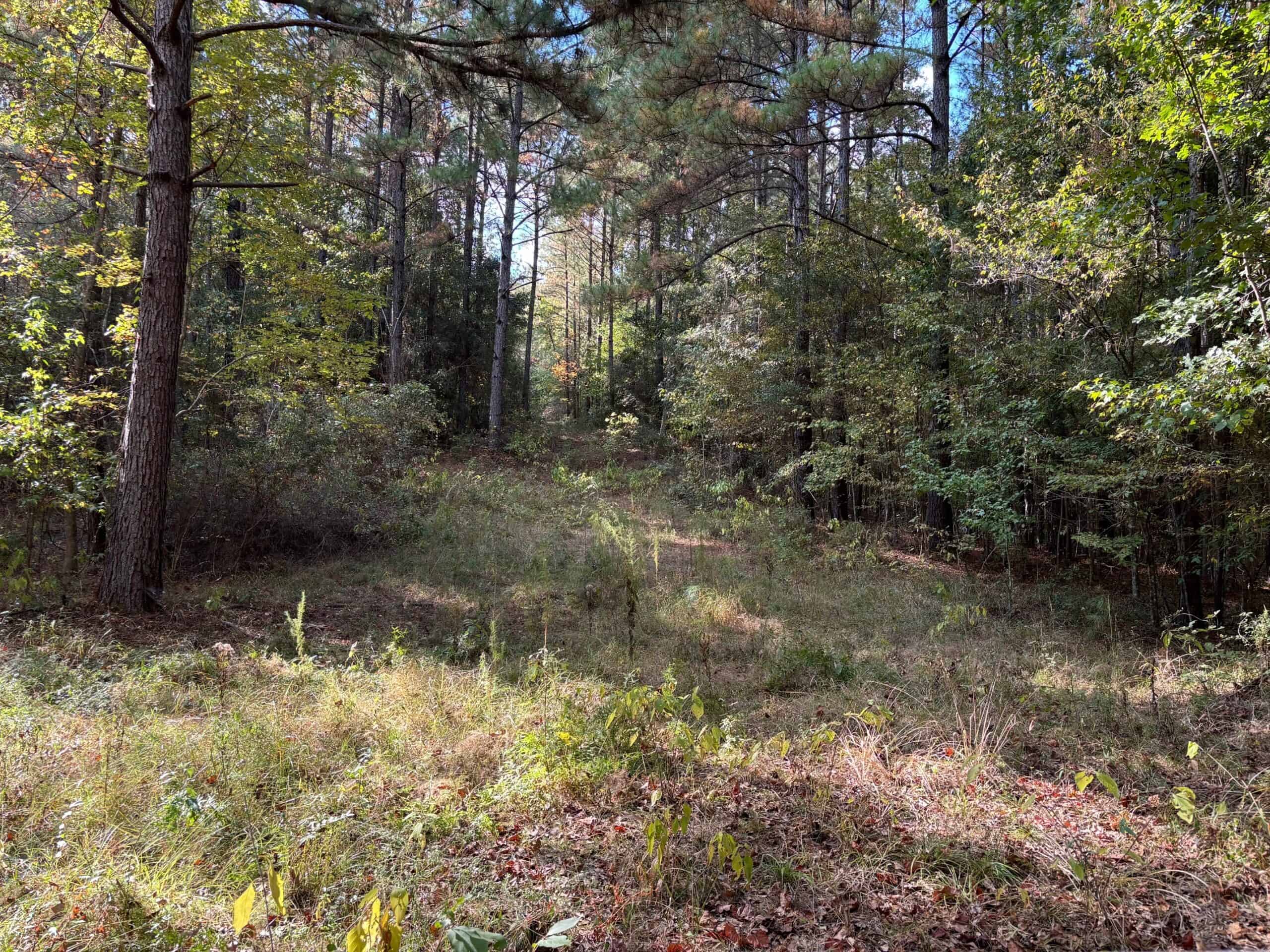 42 Acres Franklin County Hunting Land Timber Investment