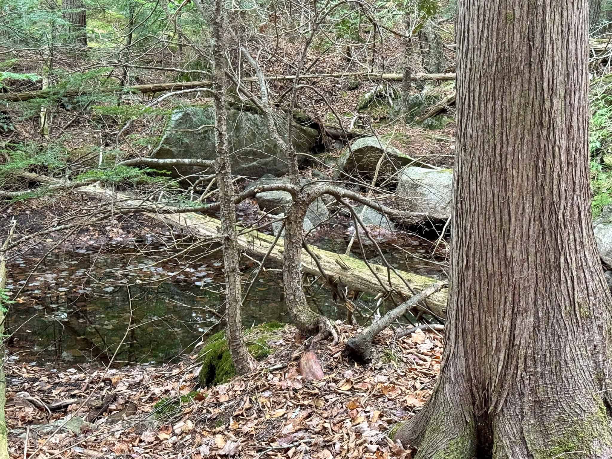Lakefront Land with 41 Acres