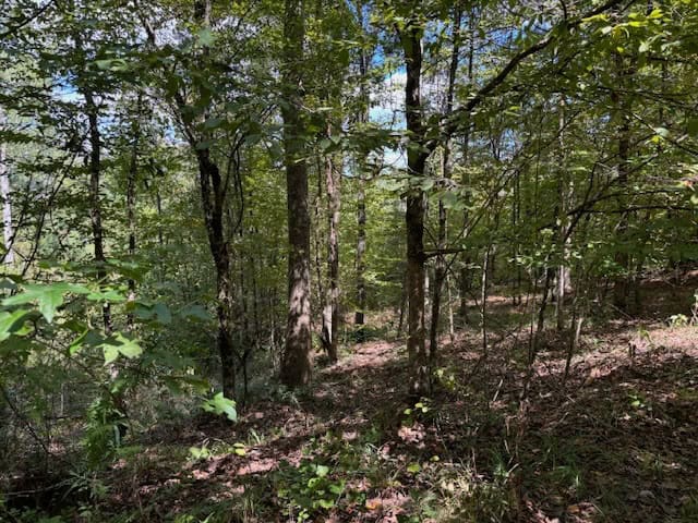 145 Acres Jefferson County Hunting Land Timber Investment