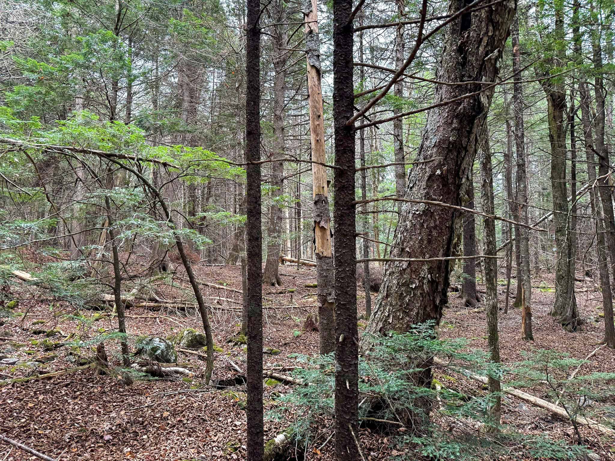 Lakefront Land with 41 Acres