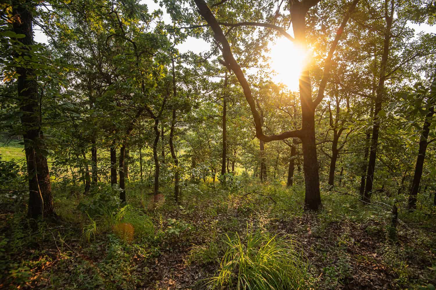 Premier Hunting & Cattle Ranch for Sale Near McAlester OK
