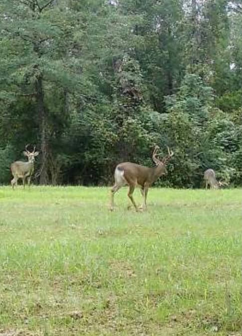 145 Acres Jefferson County Hunting Land Timber Investment