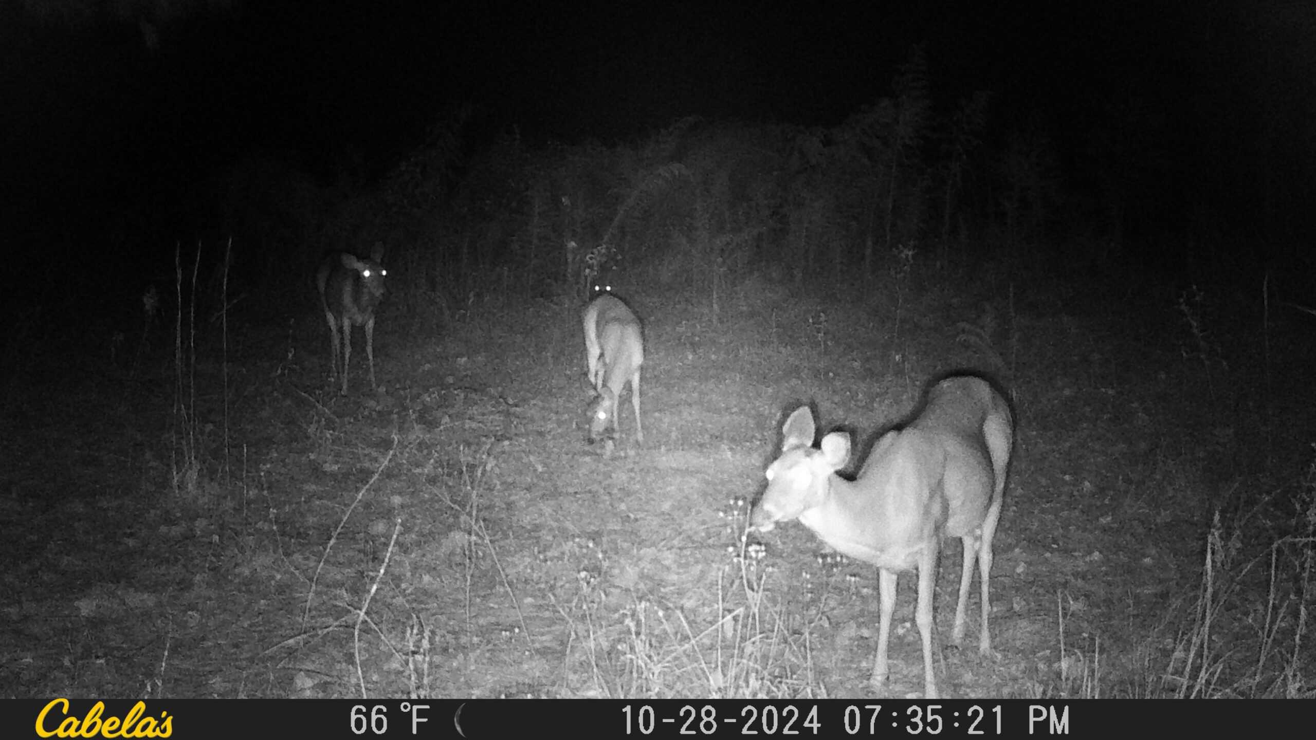 42 Acres Franklin County Hunting Land Timber Investment