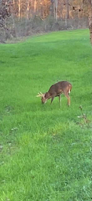 145 Acres Jefferson County Hunting Land Timber Investment