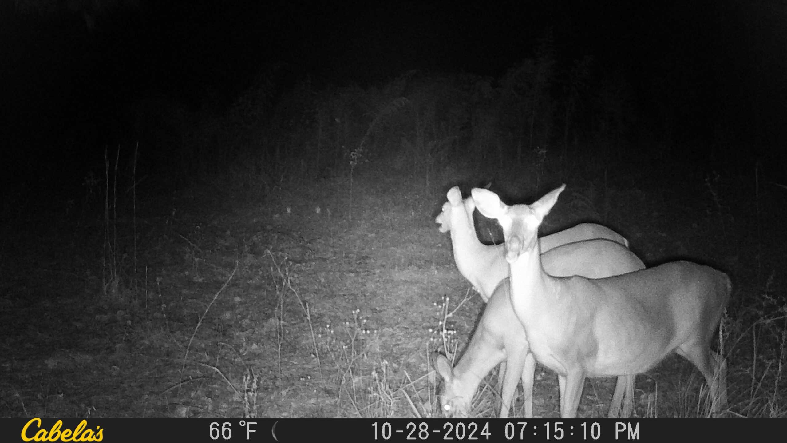 42 Acres Franklin County Hunting Land Timber Investment