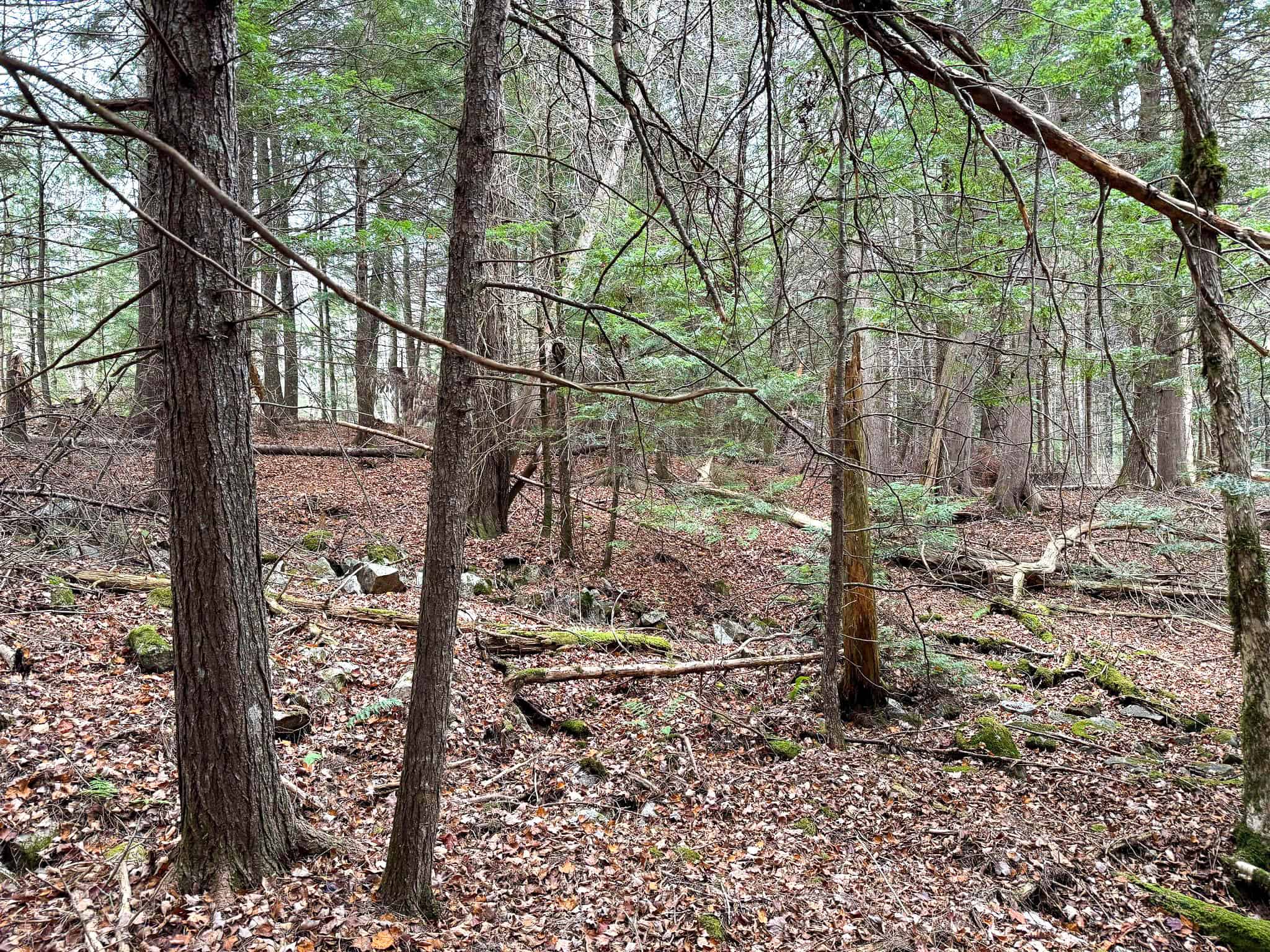 Lakefront Land with 41 Acres