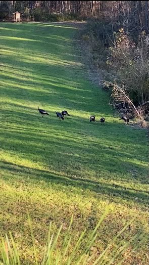 145 Acres Jefferson County Hunting Land Timber Investment