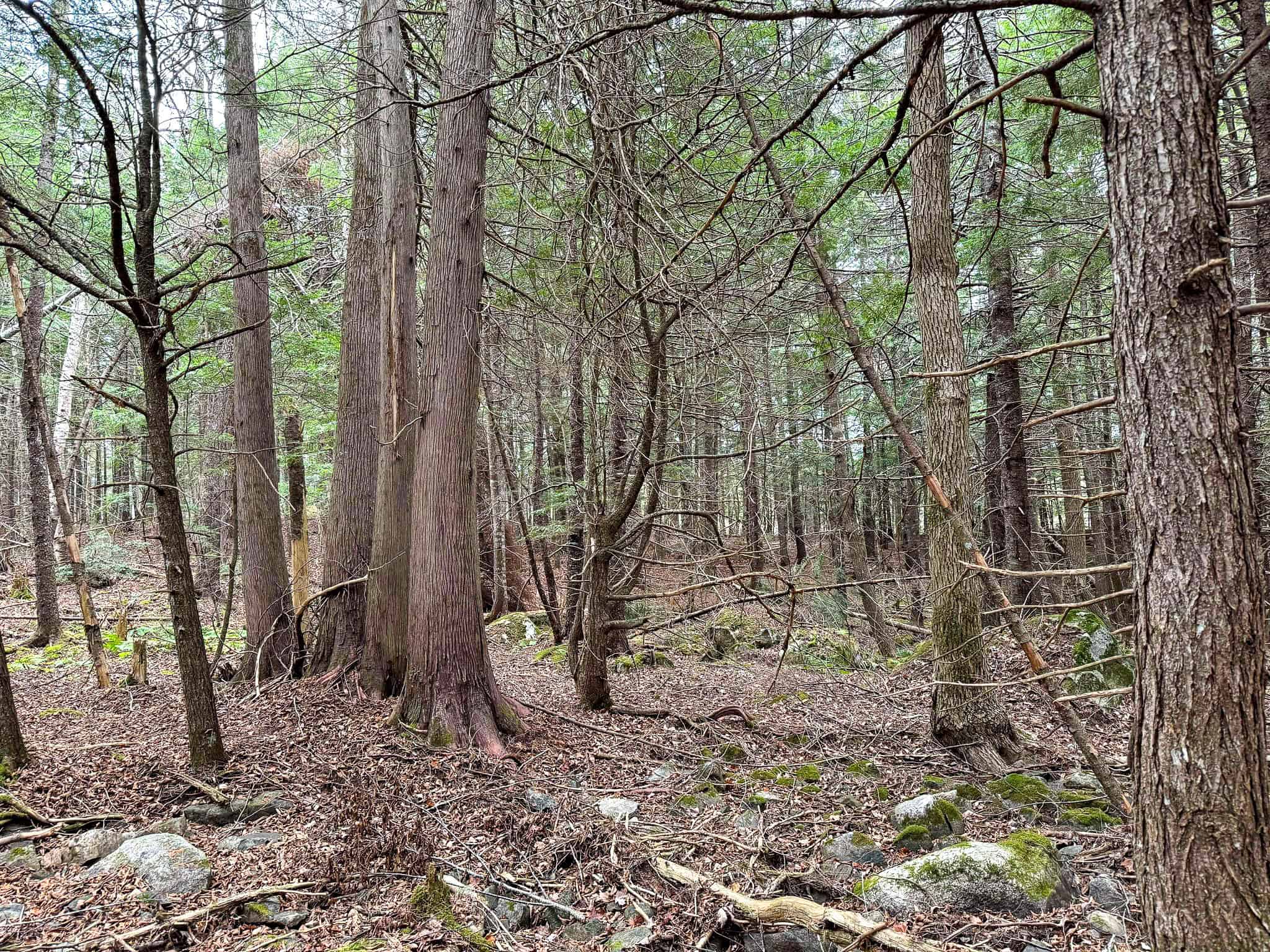 Lakefront Land with 41 Acres