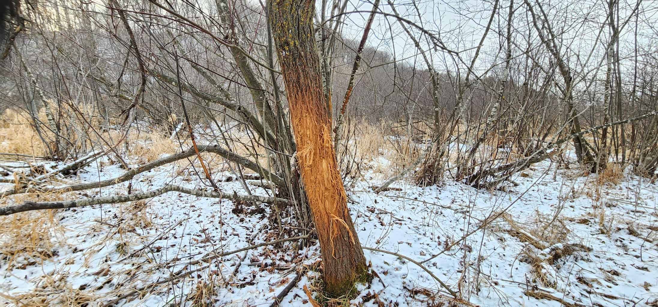 Land for sale with stream, crop ground, hunting, possible build site in WI