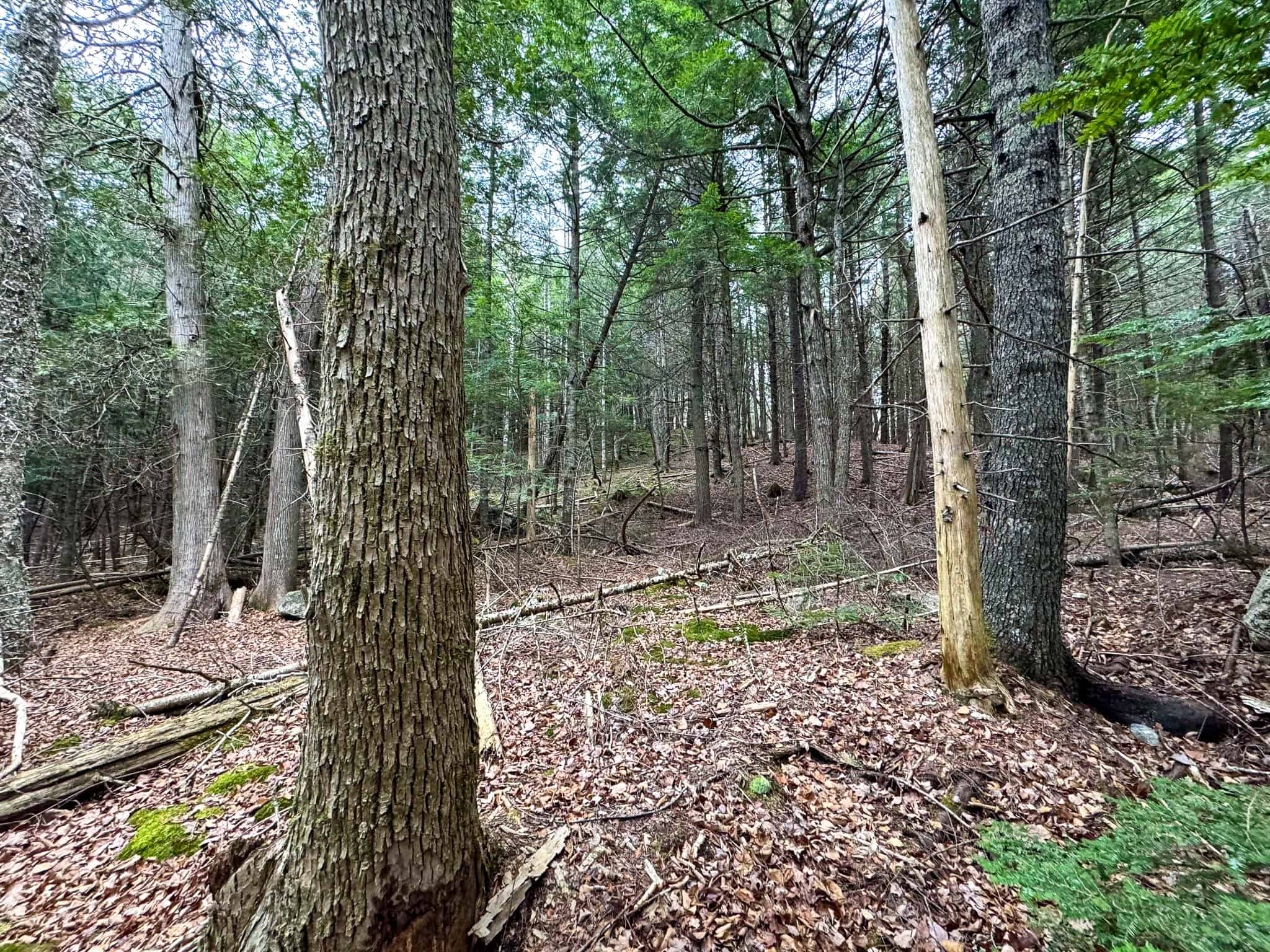 Lakefront Land with 41 Acres