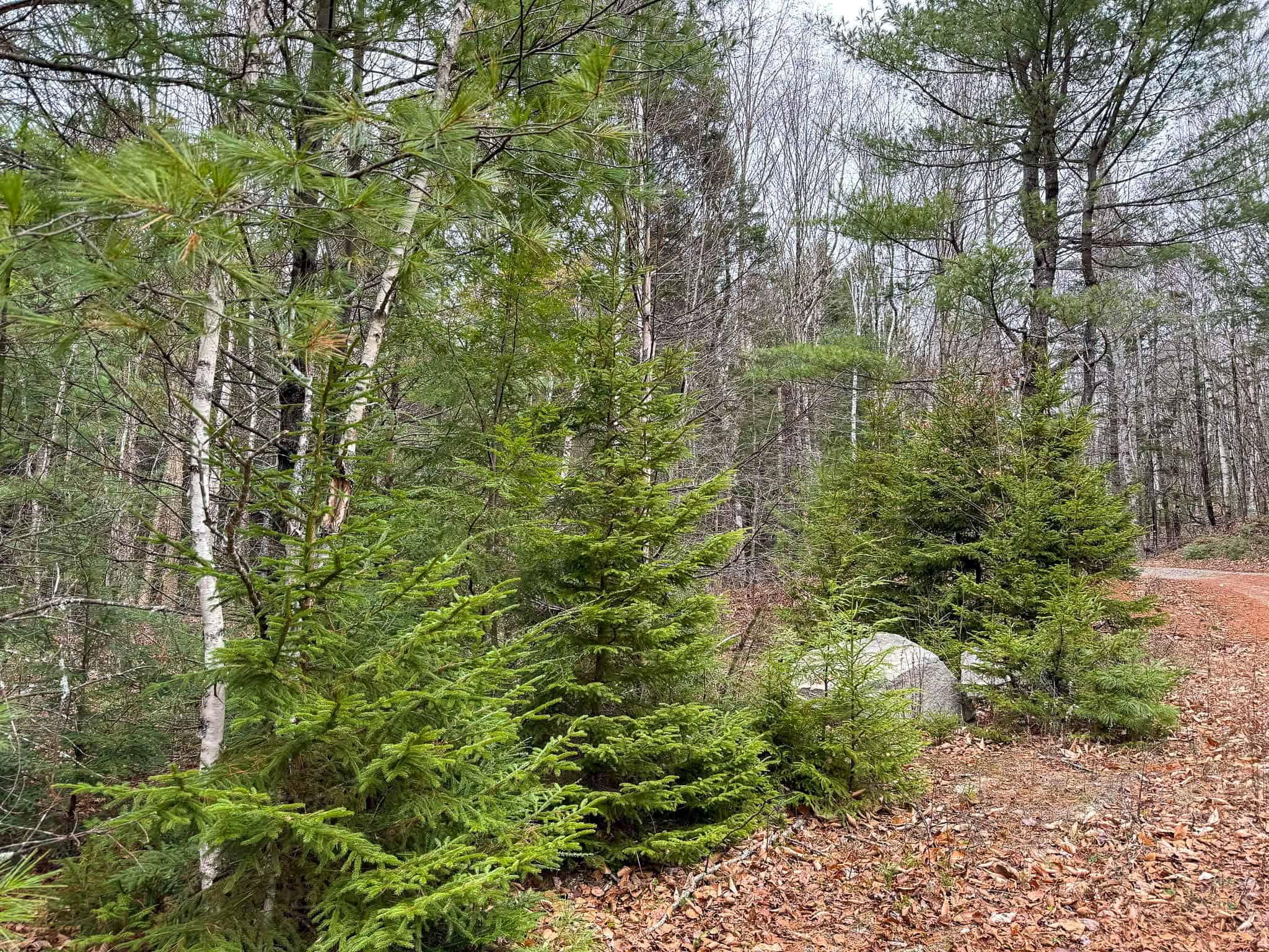 Lakefront Land with 41 Acres