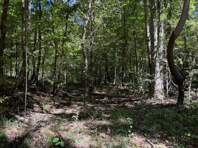 145 Acres Jefferson County Hunting Land Timber Investment