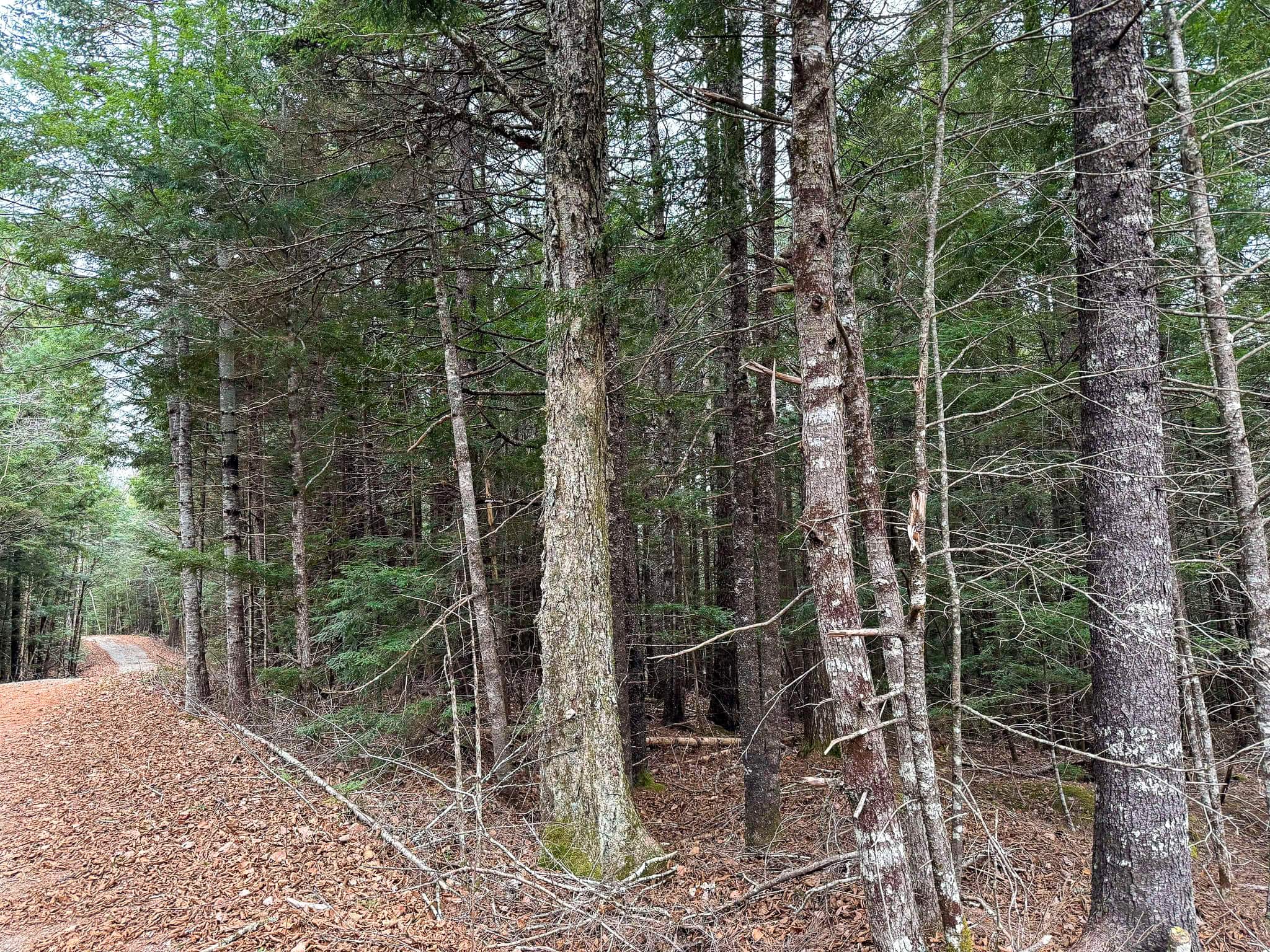 Lakefront Land with 41 Acres