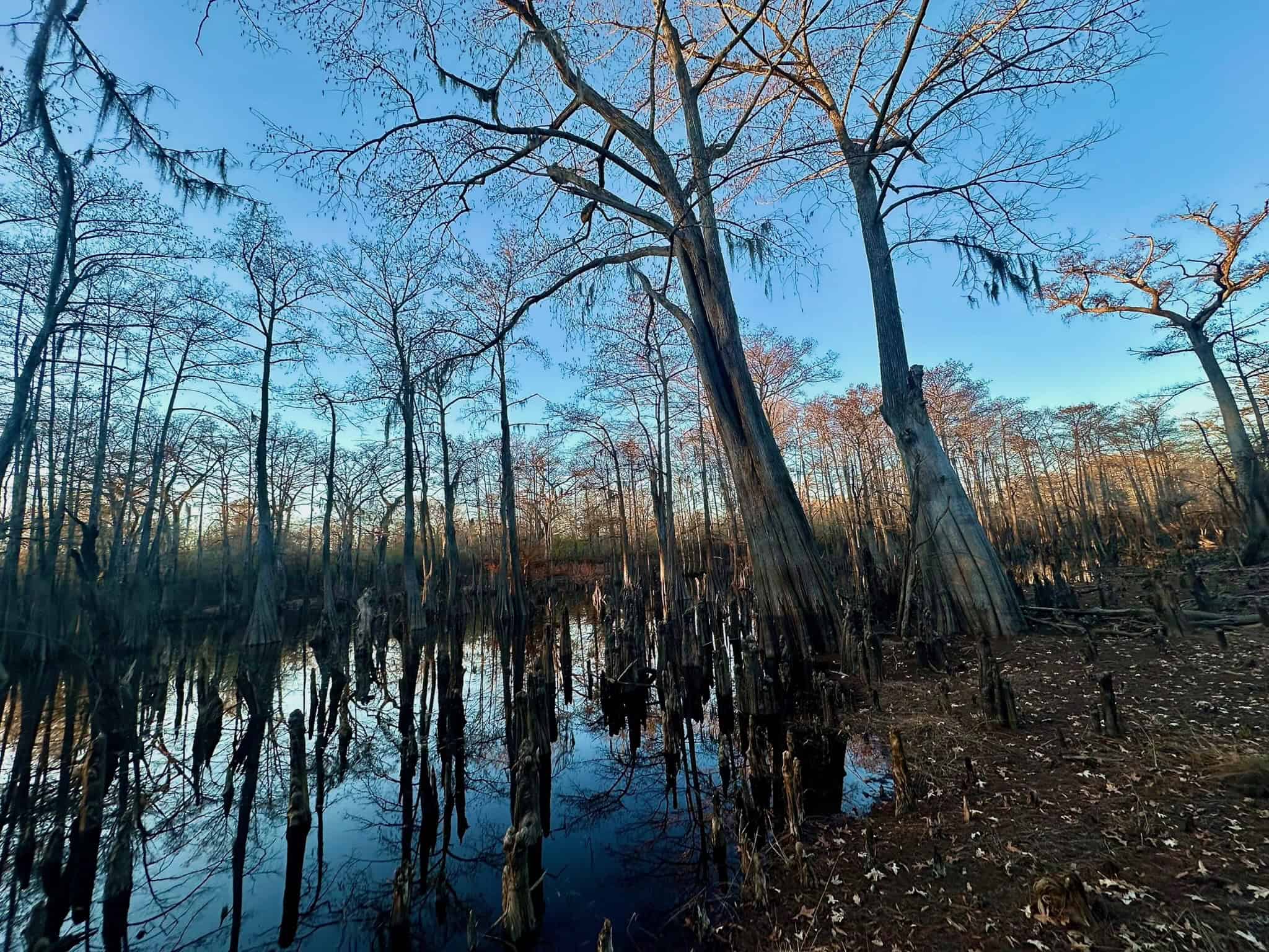 Duck and Deer Hunting Property for Sale in Grant Parish, LA