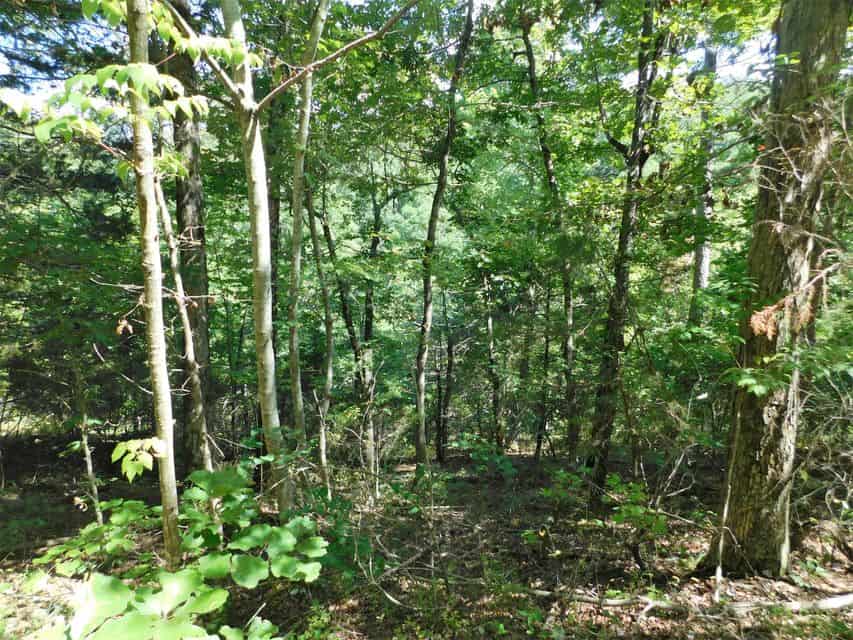 Hunting Property For Sale Bordering Ozark National Forest on 2 Sides Buffalo River Region Ozark Mountains
