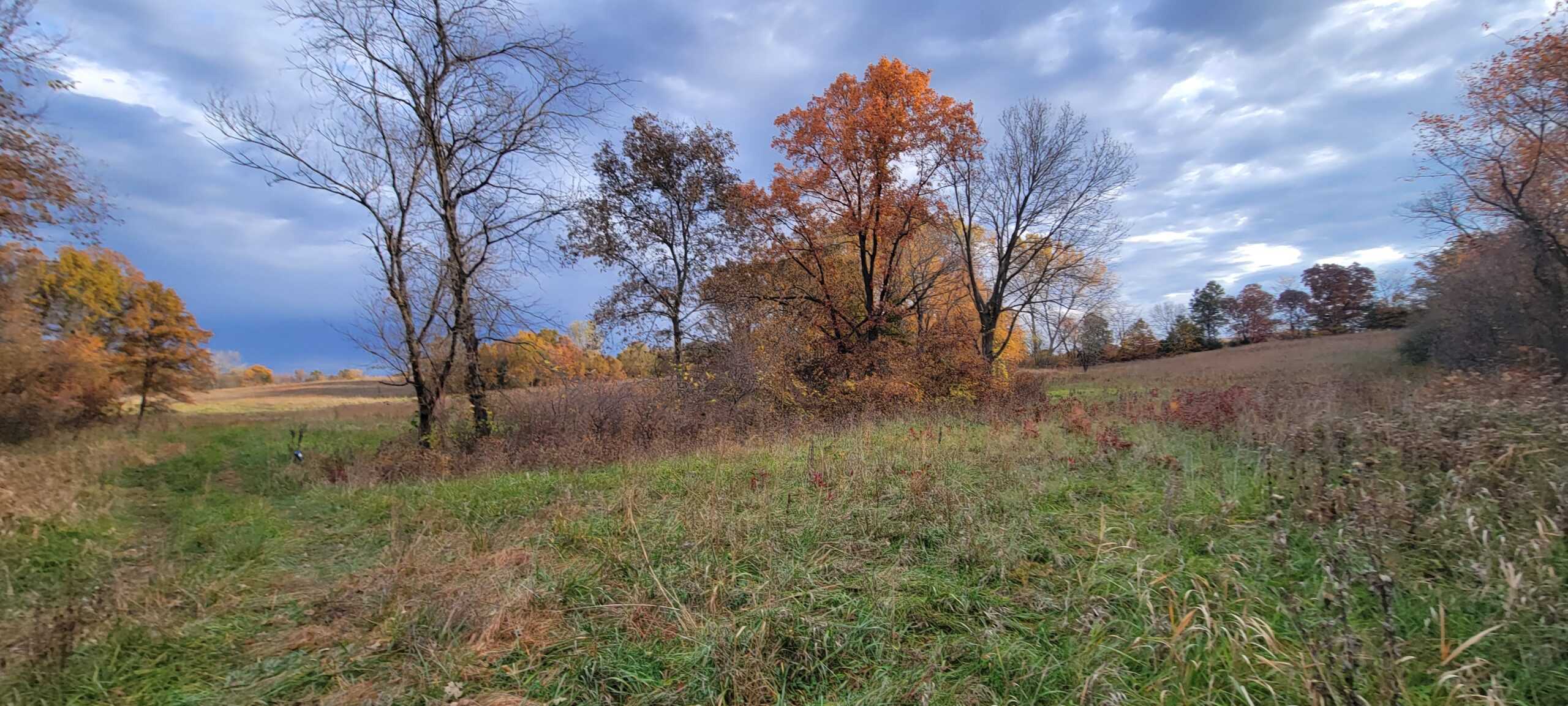 For Sale 36 Acres m/l Hunting in Worth County