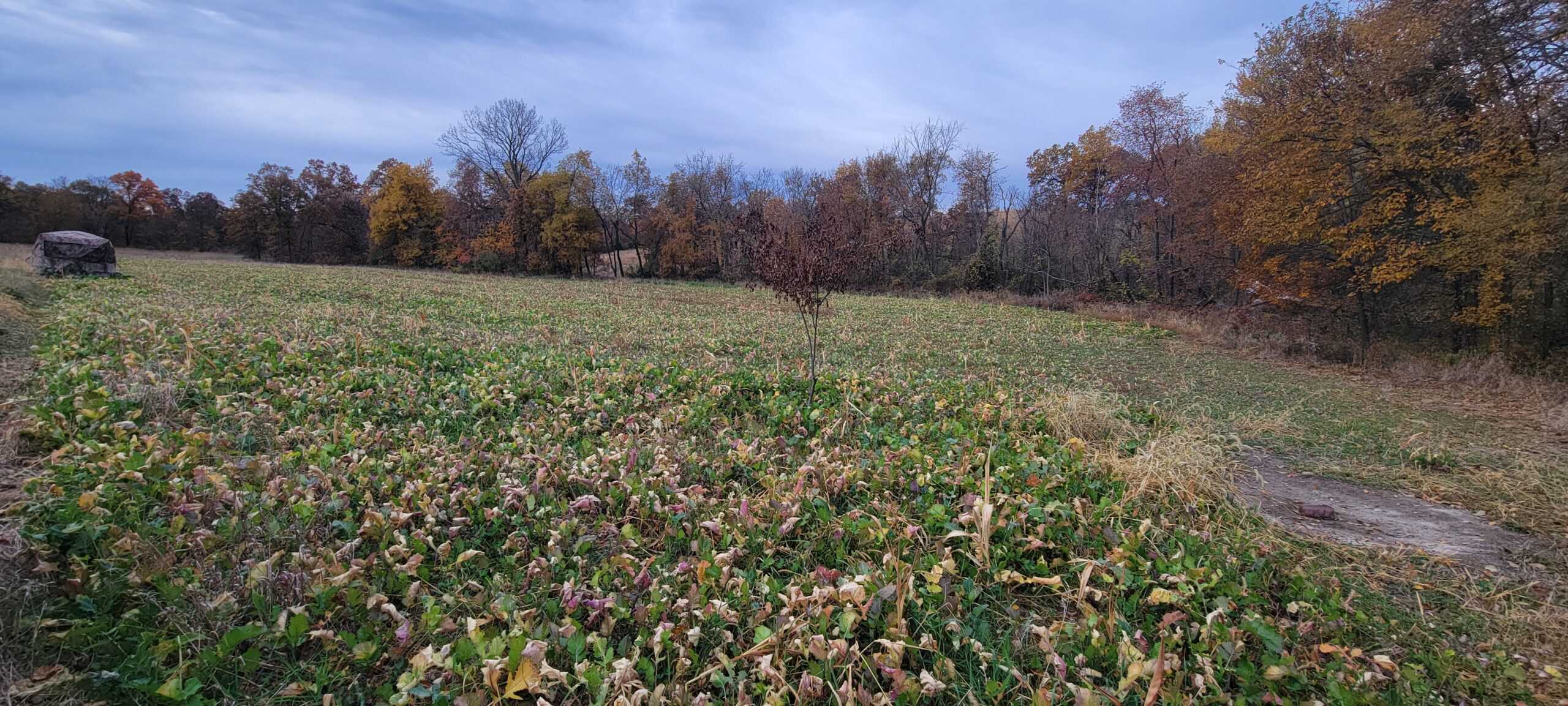 For Sale 36 Acres m/l Hunting in Worth County