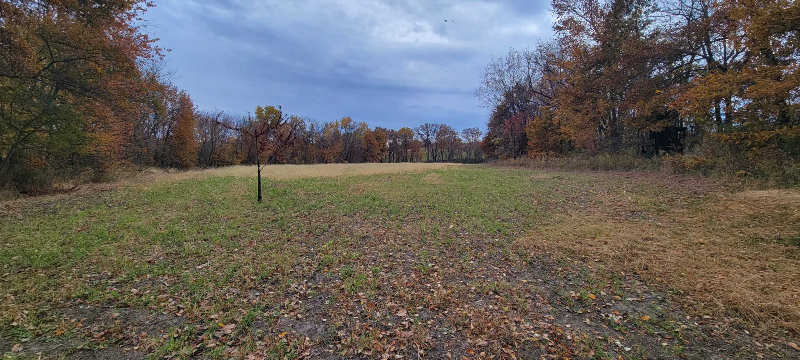 For Sale 36 Acres m/l Hunting in Worth County