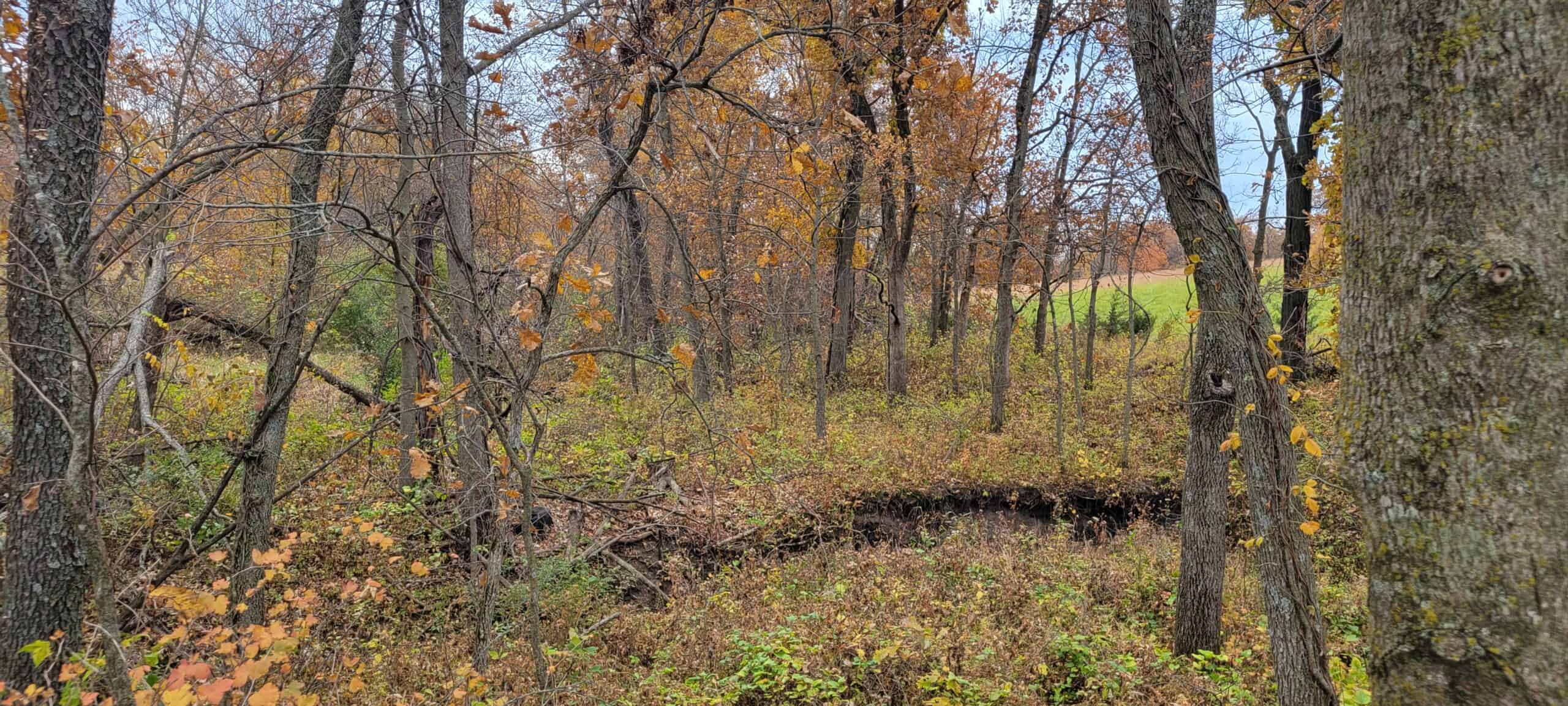For Sale 36 Acres m/l Hunting in Worth County