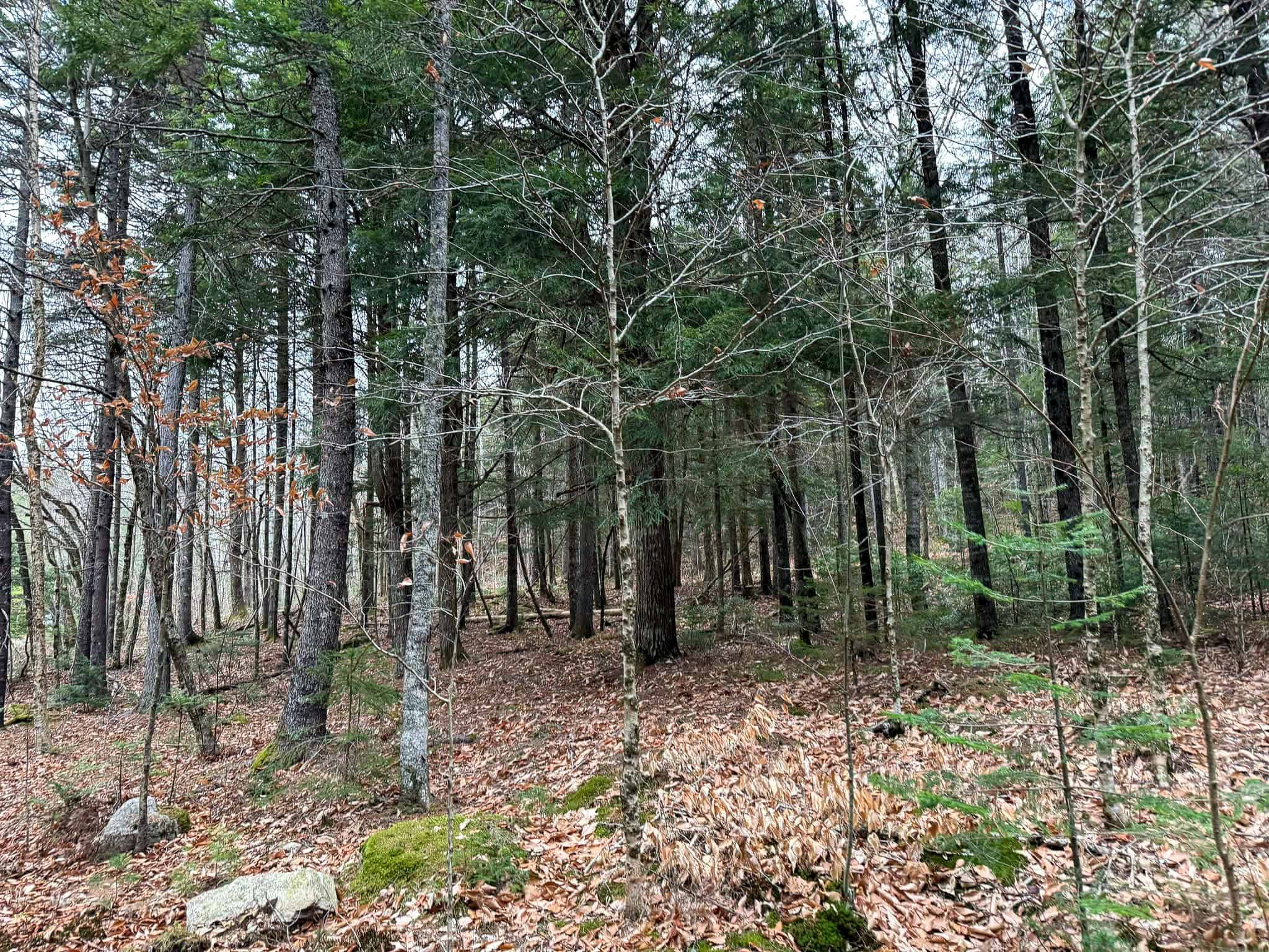 Lakefront Land with 41 Acres