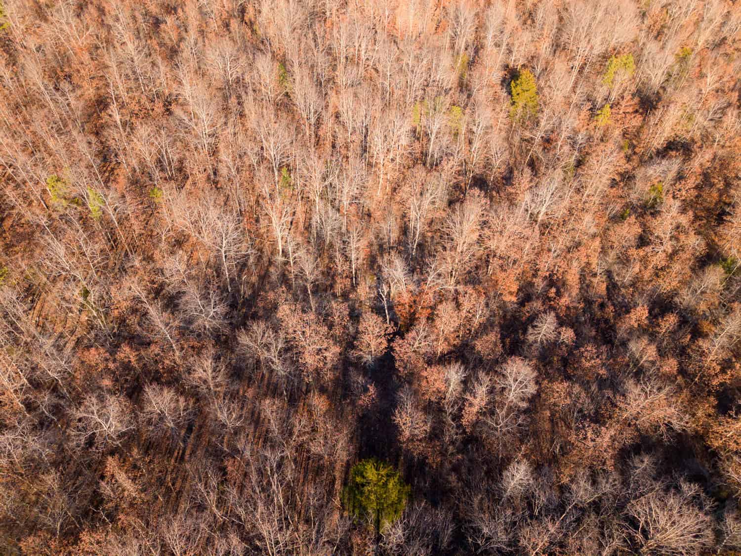 Prime Hunting Land for Sale in Shannon County Missouri