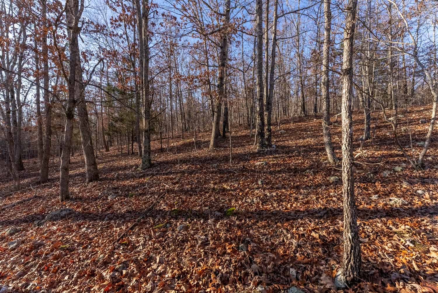 Prime Hunting Land for Sale in Shannon County Missouri