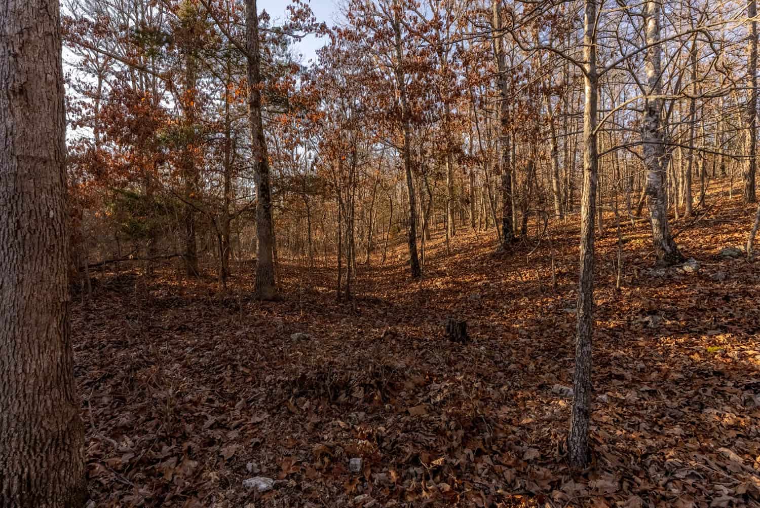 Prime Hunting Land for Sale in Shannon County Missouri