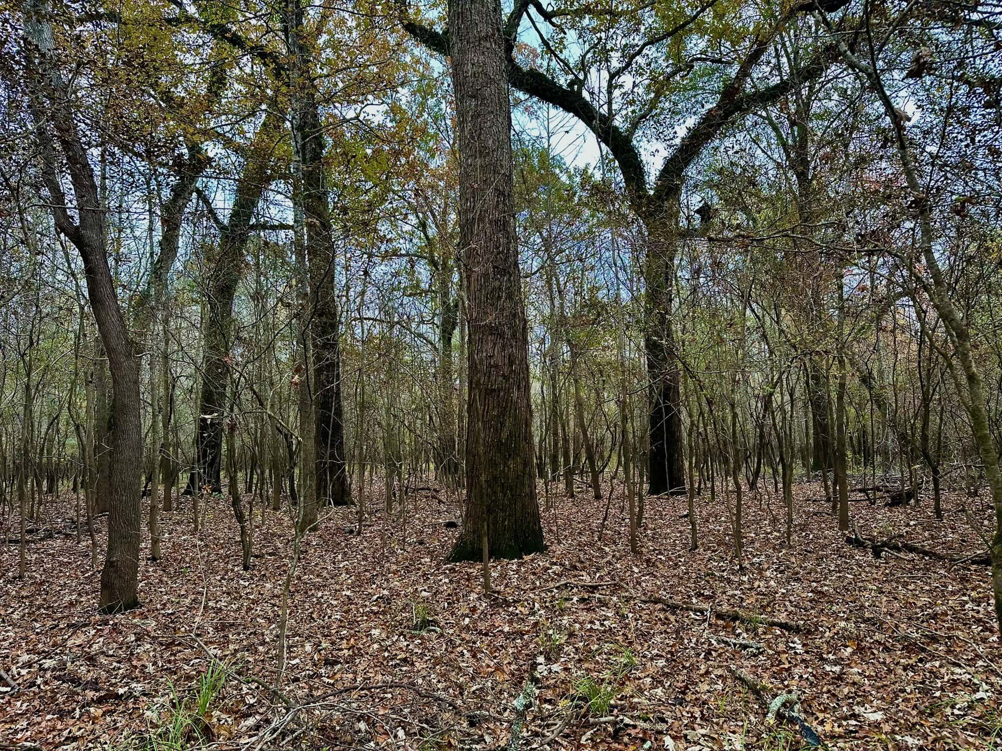 Duck and Deer Hunting Land for Sale with River Frontage