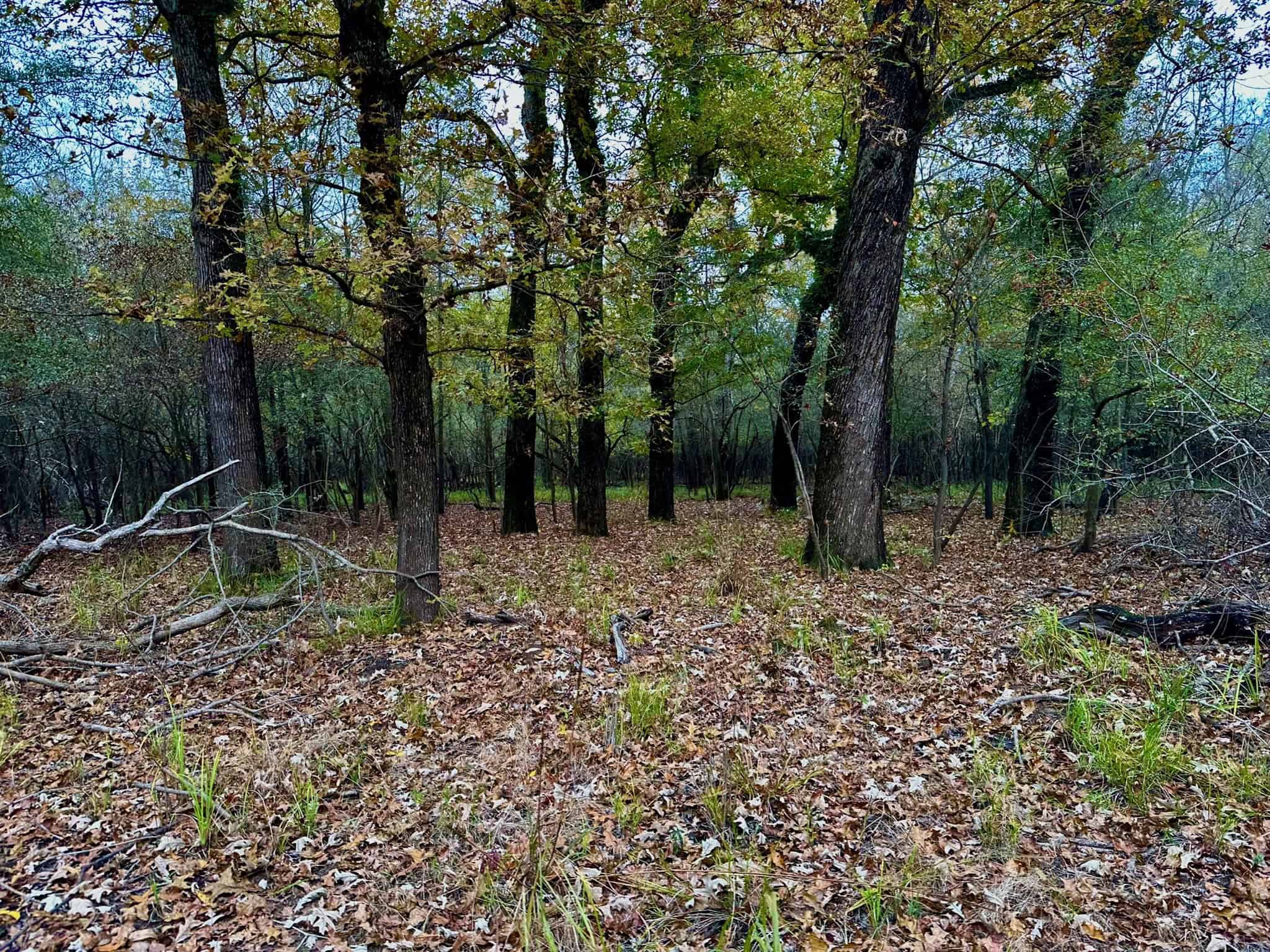 Duck and Deer Hunting Land for Sale with River Frontage