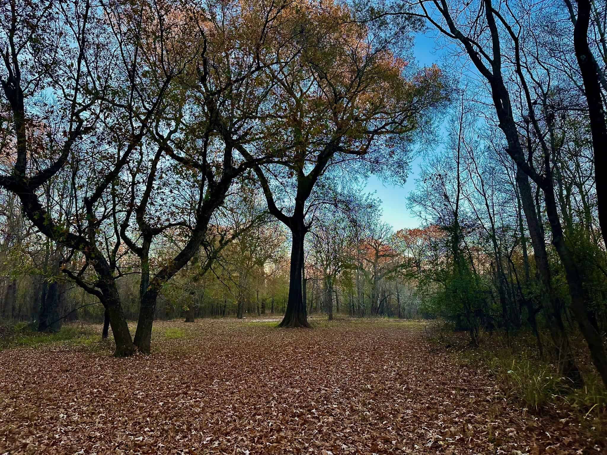 Duck and Deer Hunting Property for Sale in Grant Parish, LA