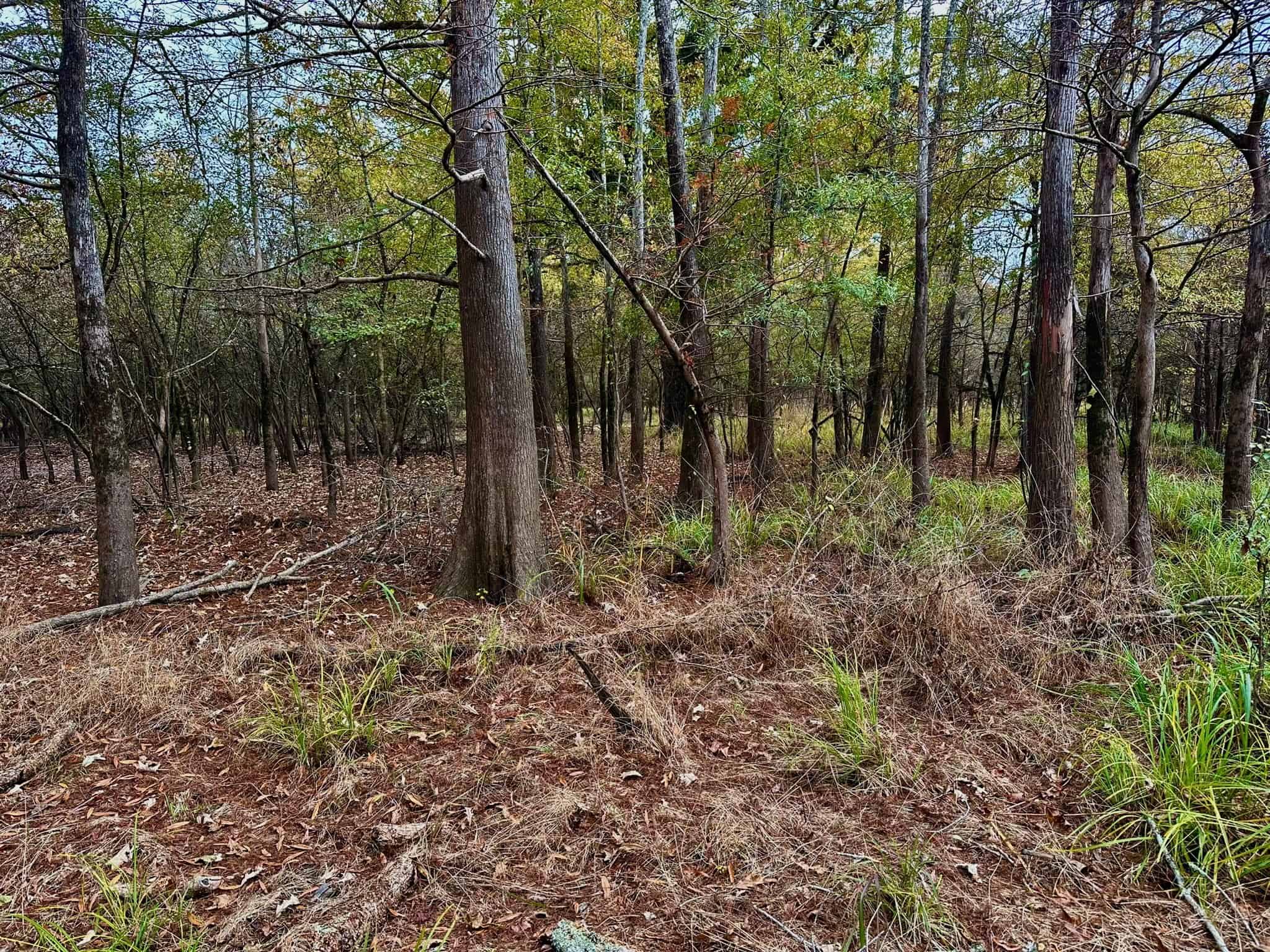 Duck and Deer Hunting Land for Sale with River Frontage