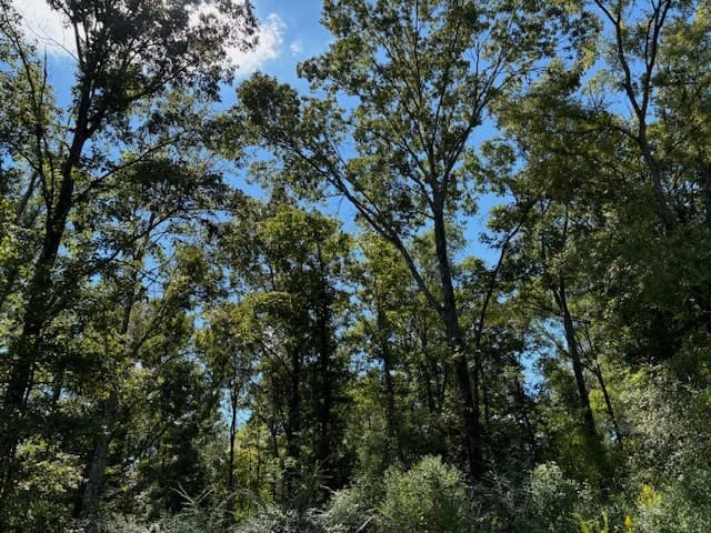 145 Acres Jefferson County Hunting Land Timber Investment