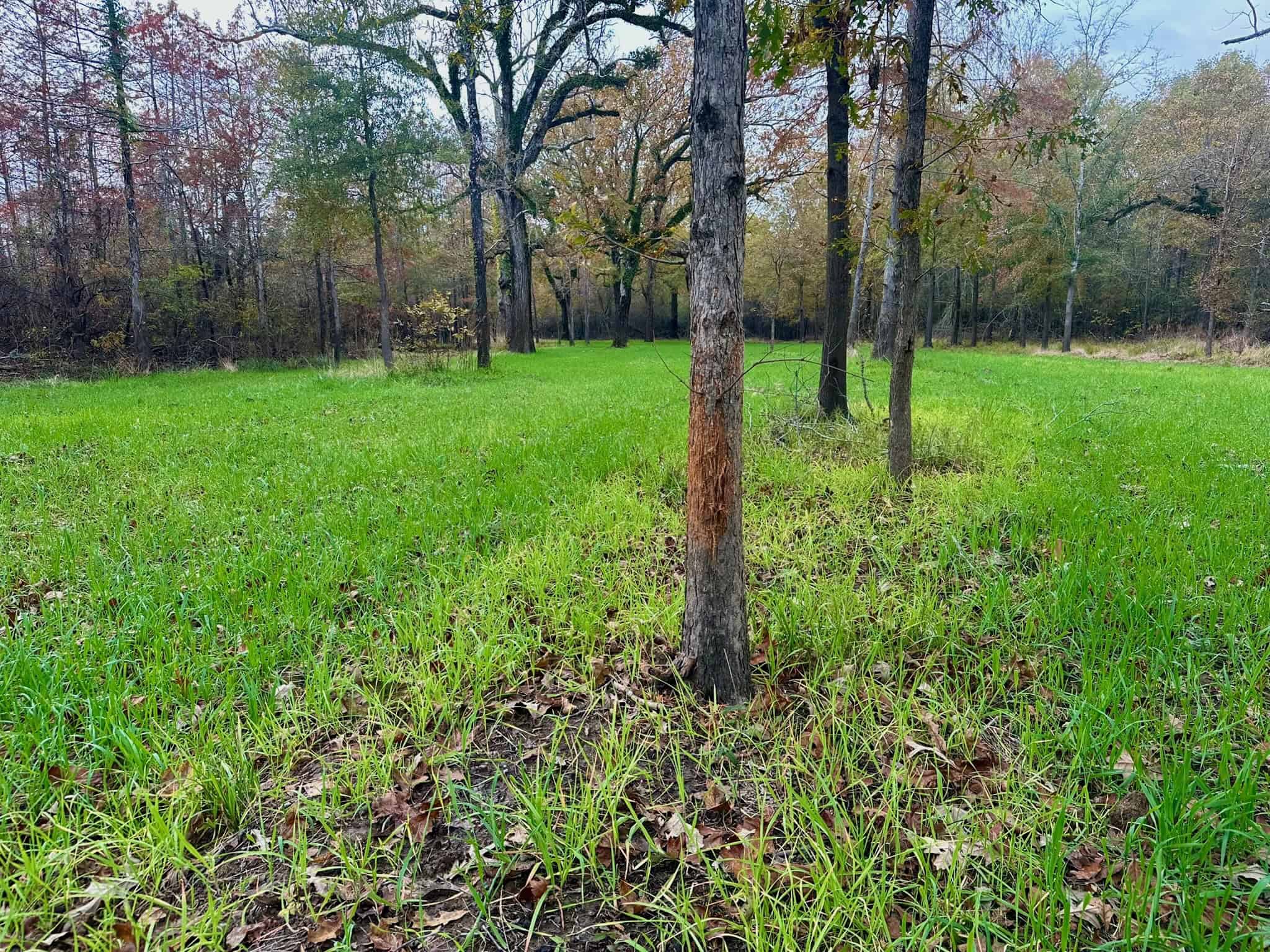 Duck and Deer Hunting Land for Sale with River Frontage