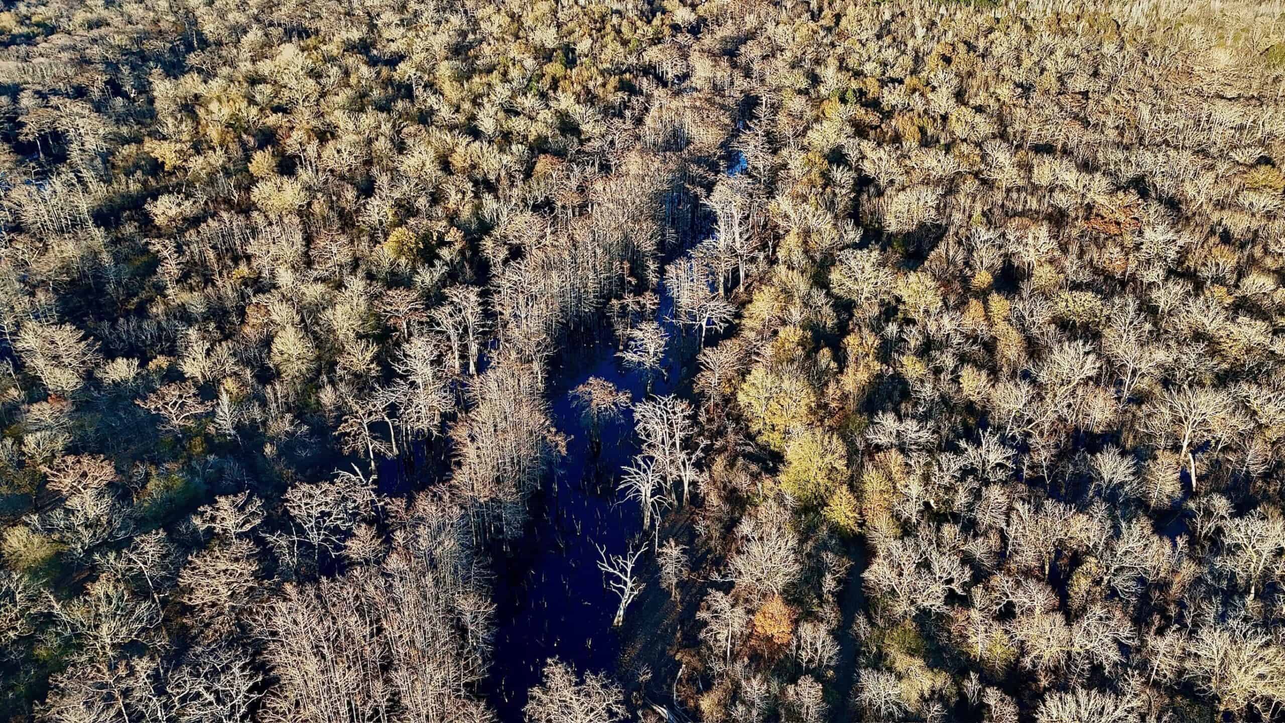 Duck and Deer Hunting Property for Sale in Grant Parish, LA