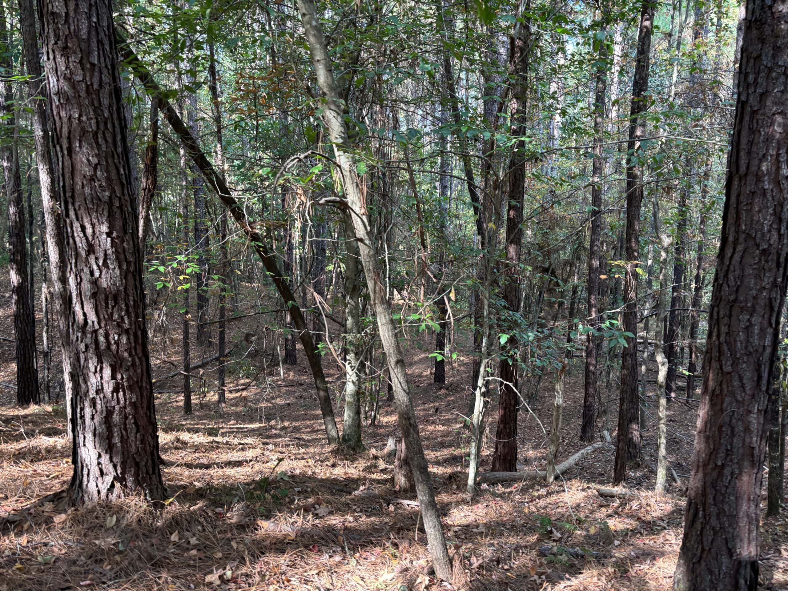 42 Acres Franklin County Hunting Land Timber Investment