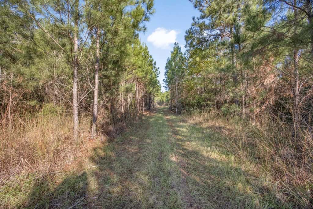 Land For Sale in Amite County, MS