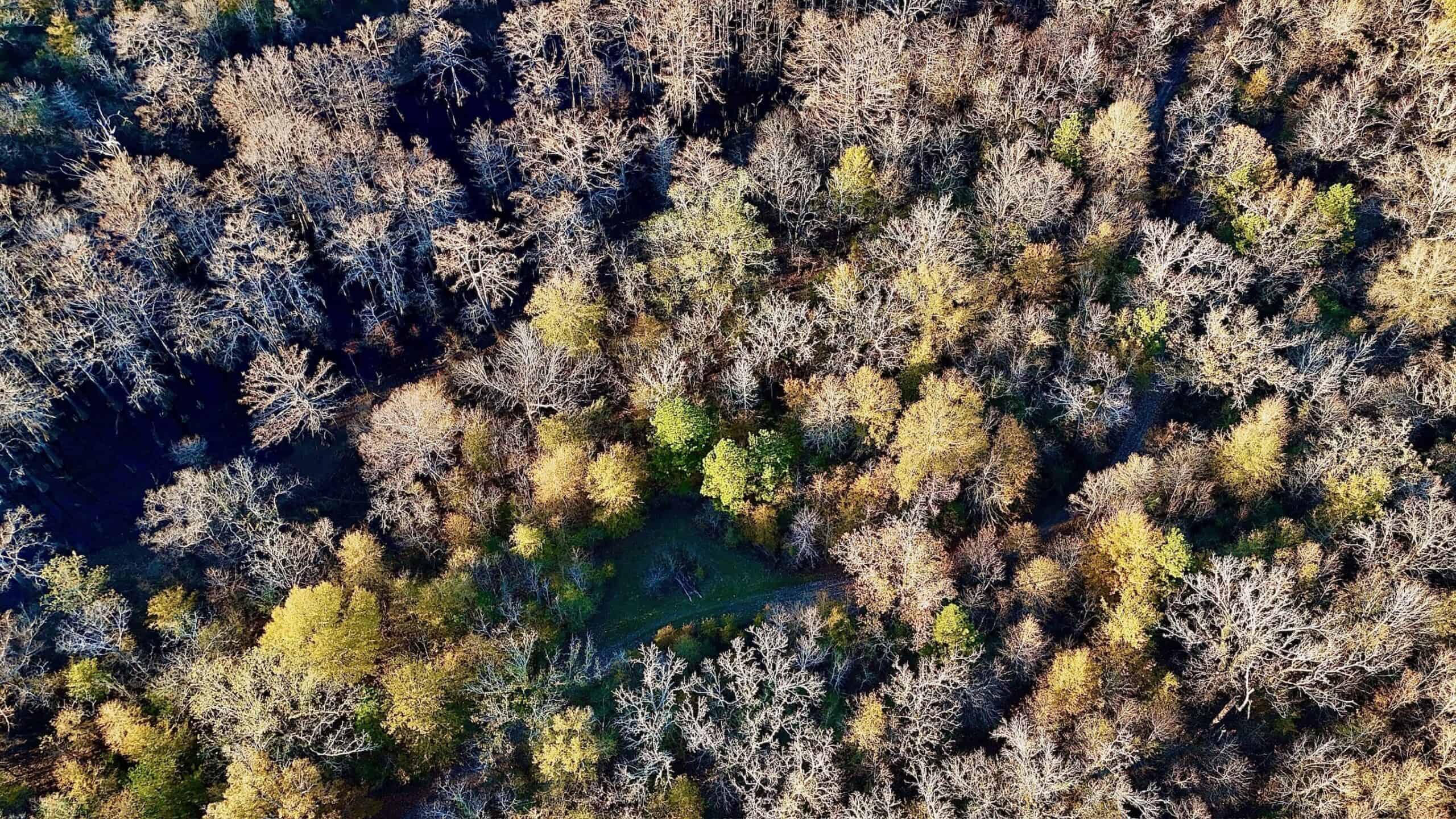 Duck and Deer Hunting Property for Sale in Grant Parish, LA