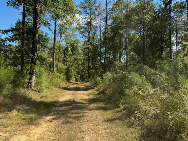 145 Acres Jefferson County Hunting Land Timber Investment