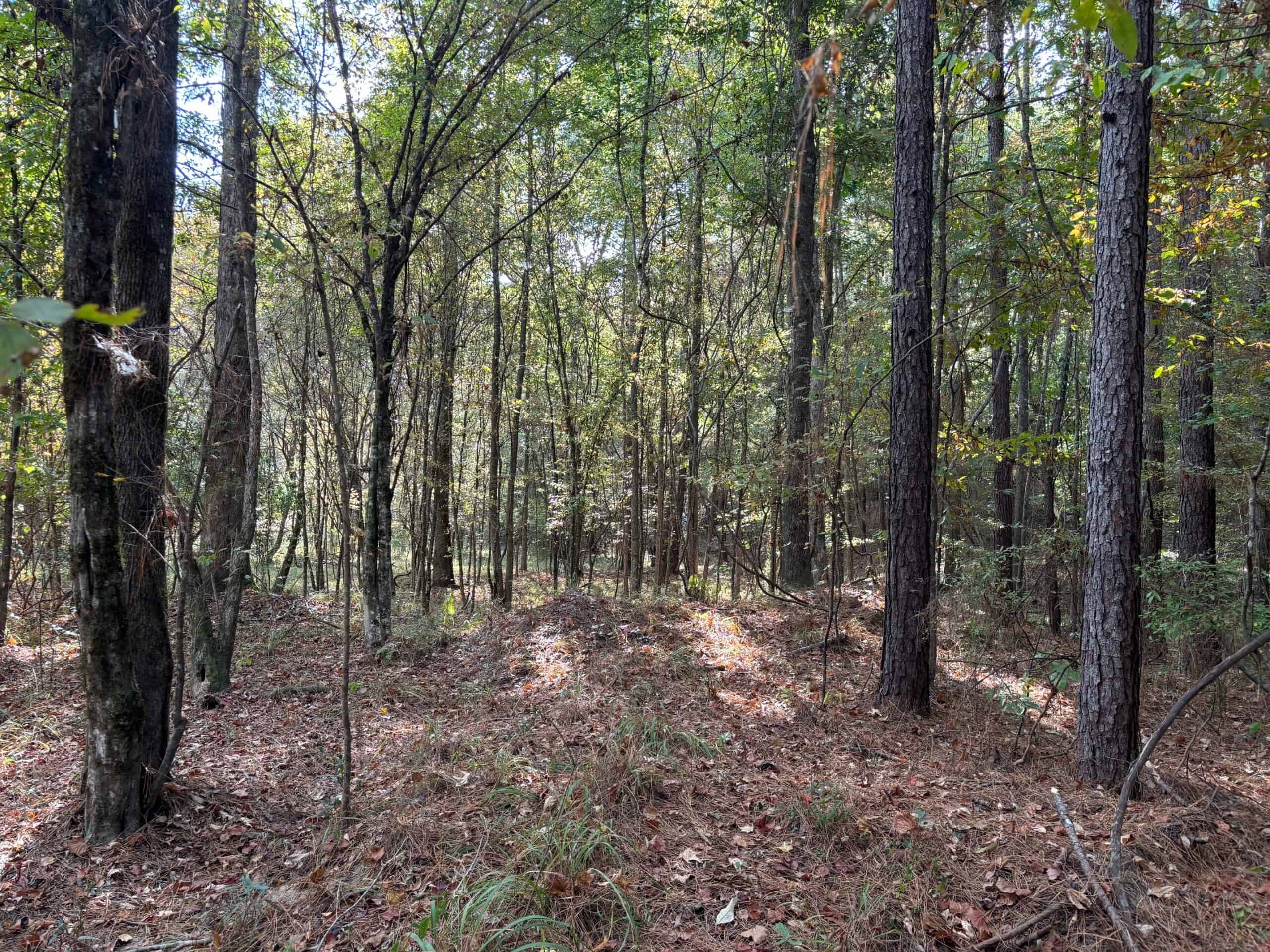42 Acres Franklin County Hunting Land Timber Investment