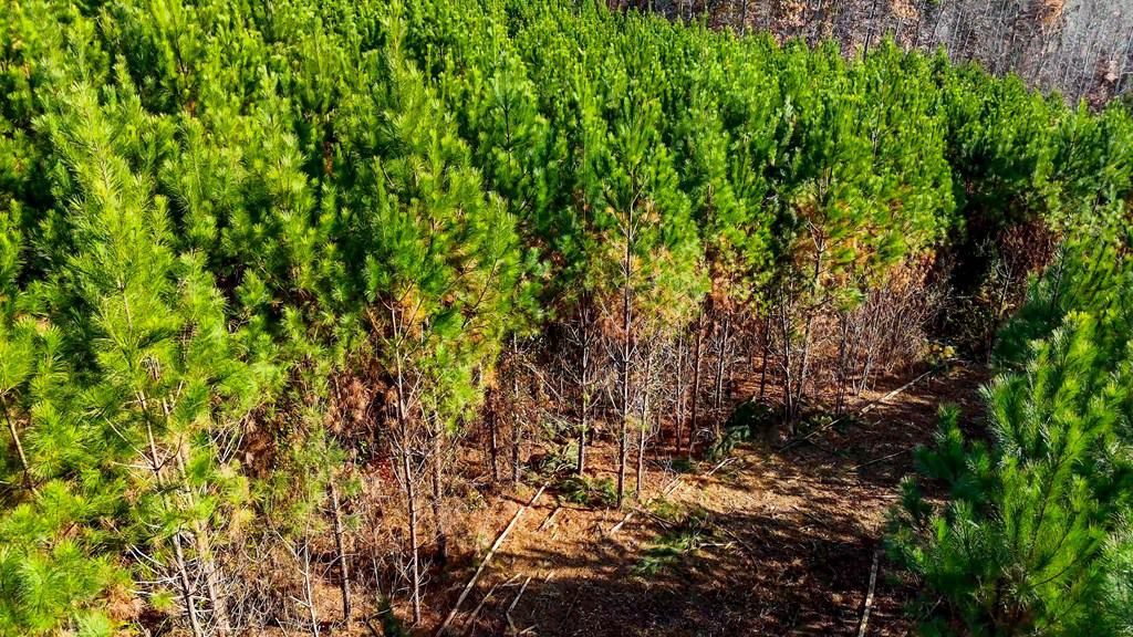 Winston Road Ridge: A Hunter’s Paradise and Recreational Haven