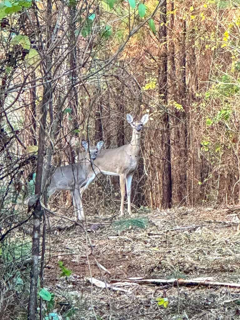 Winston Road Ridge: A Hunter’s Paradise and Recreational Haven