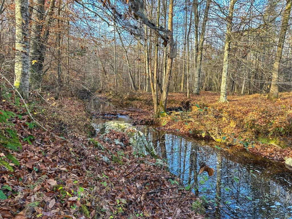 Winston Road Ridge: A Hunter’s Paradise and Recreational Haven