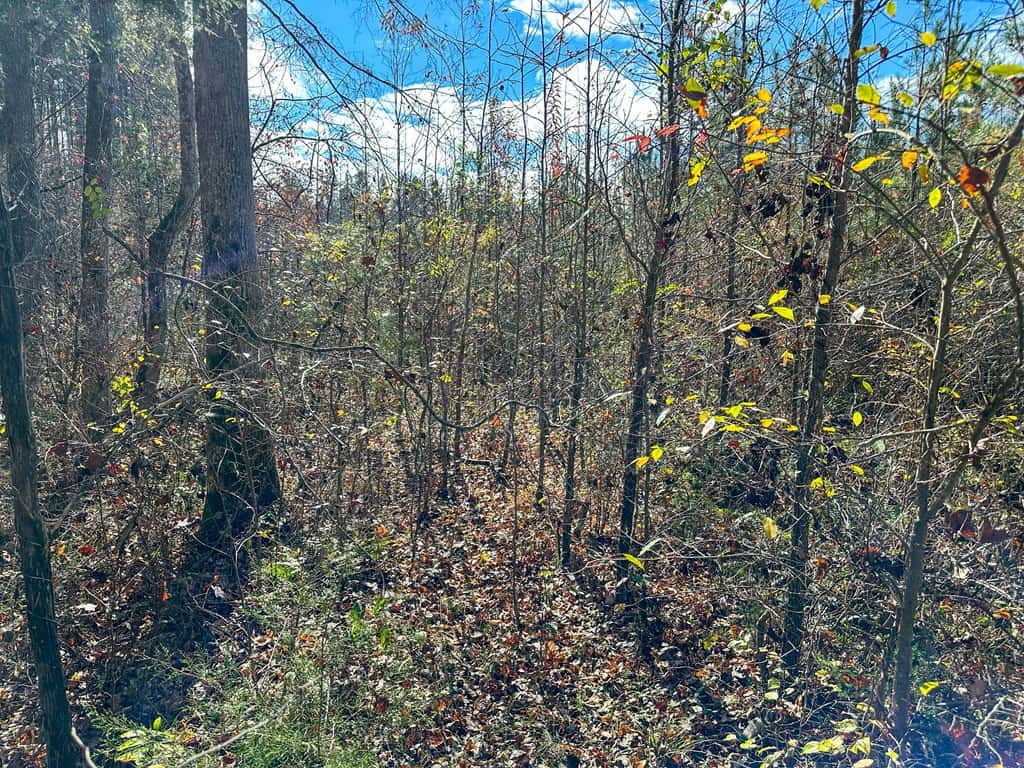 Winston Road Ridge: A Hunter’s Paradise and Recreational Haven
